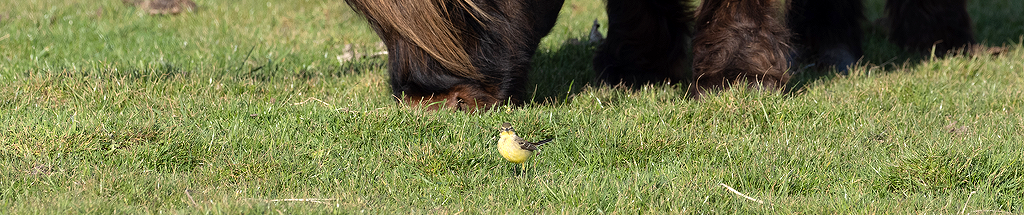 Yellow Wagtail